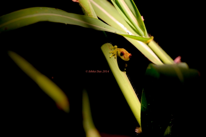 Peeping frog: Polkadot tree frog